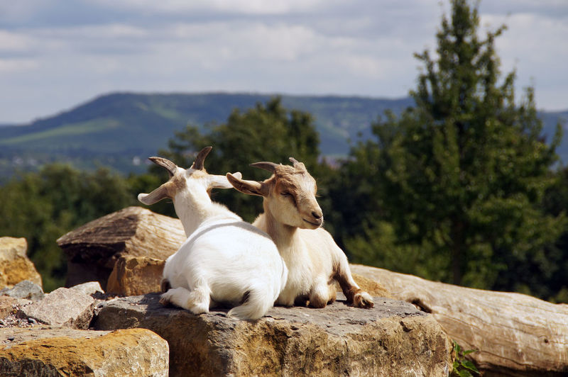 Two young goats relax on a rock and enjoy the panorama