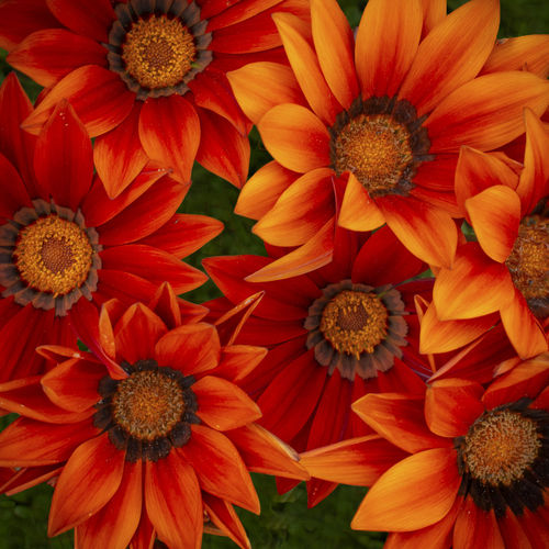 Full frame shot of red daisy flowers
