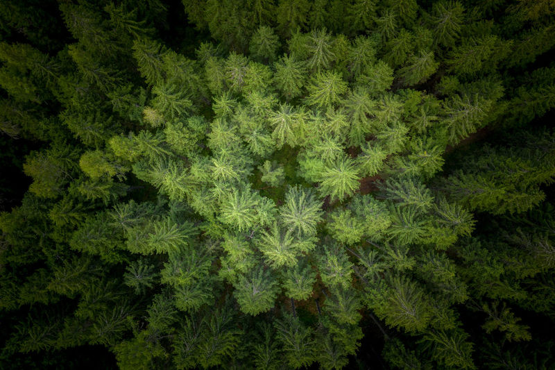 Full frame shot of pine trees in forest