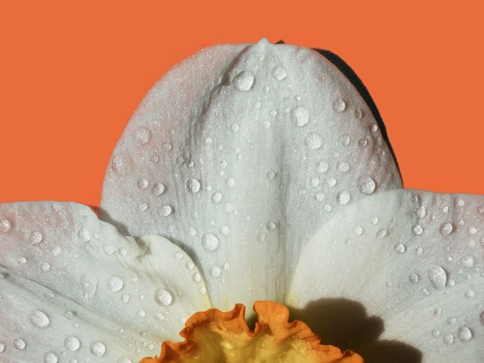 Cropped image of wet white daffodil on orange background