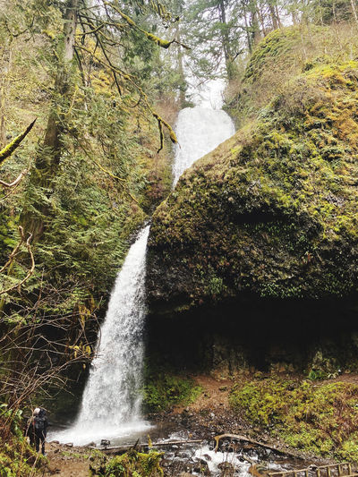 Scenic view of waterfall in forest