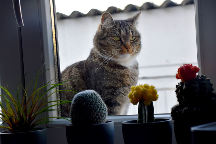 Cat sitting on potted plant at home