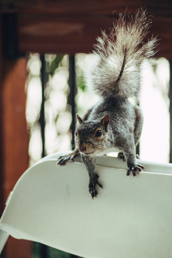 Portrait of squirrel