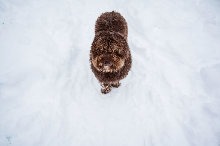 Portrait of dog in snow