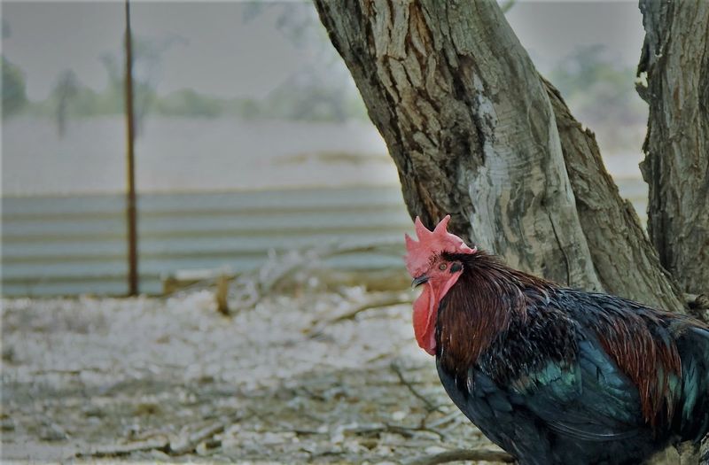 Close-up of rooster on tree