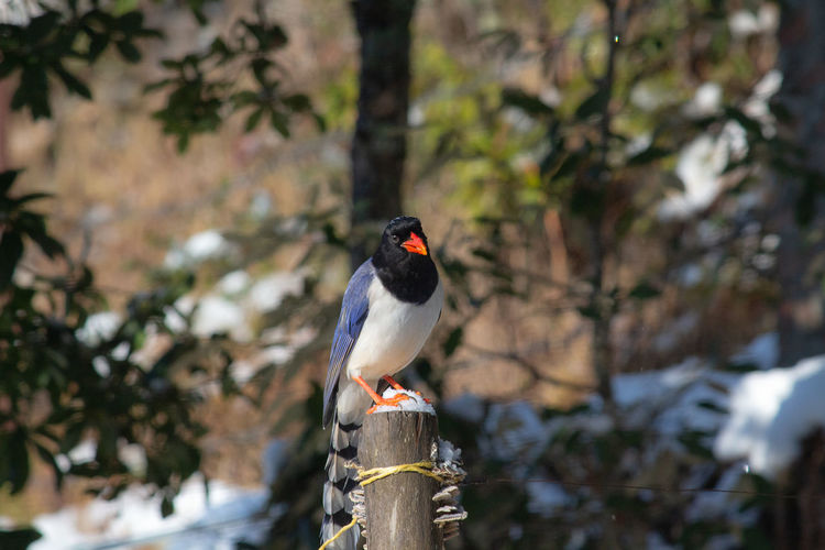 Shot of red billed blue magpie 