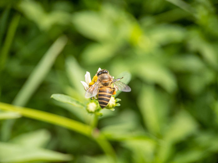 Close-up of bee pollinating flower
