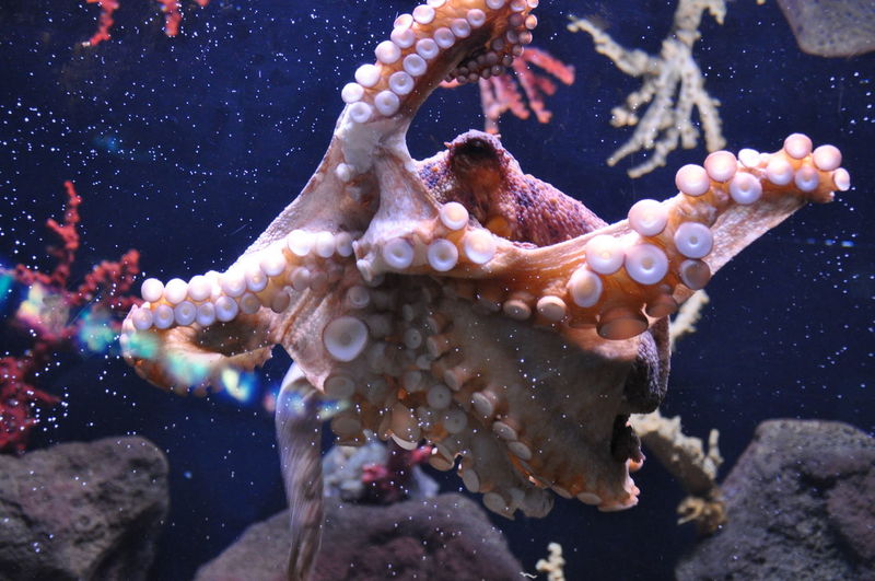 Close-up of octopus swimming in aquarium