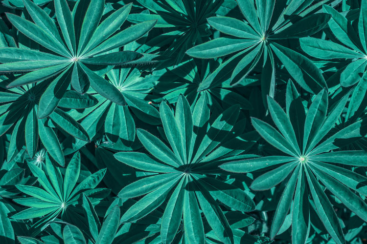 High angle view of plants