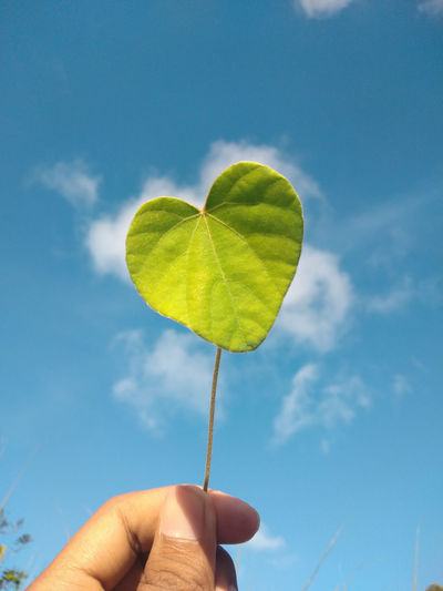 Midsection of person holding leaf against sky