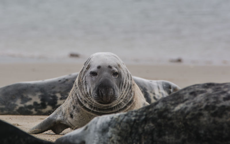 Close-up portrait of a seal on the beach