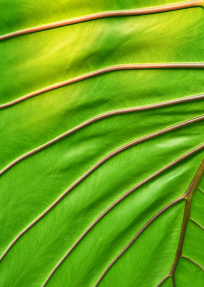 FULL FRAME OF PALM LEAVES