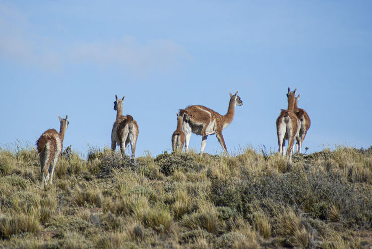 Flock of guanacos on patagonia field