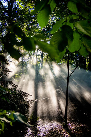 Reflection of trees in forest