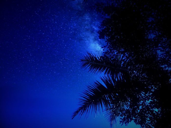 Low angle view of trees against star field