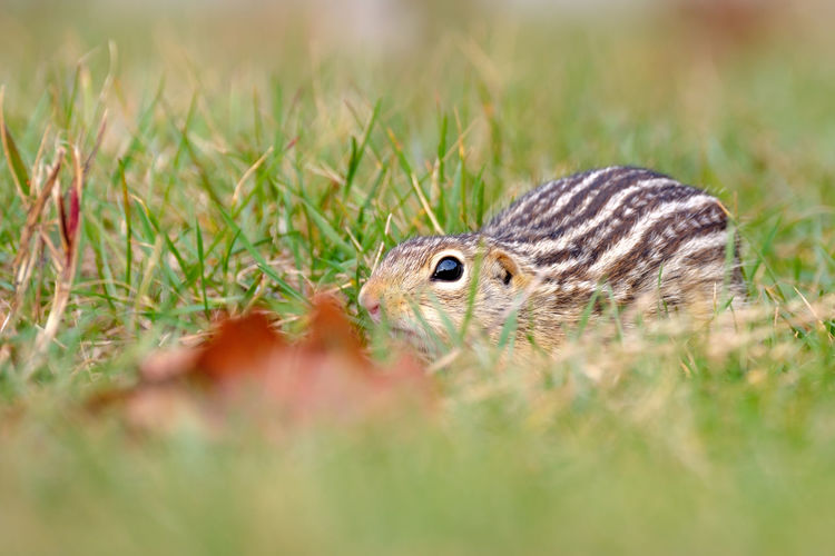 Close-up of lizard on grass