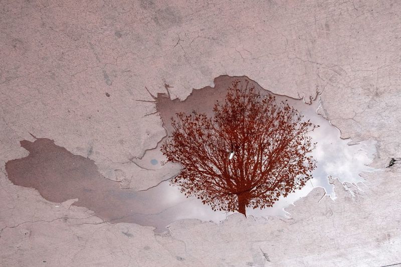 Reflection of tree in spilled water