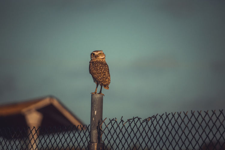 Bird perching on wooden post against fence