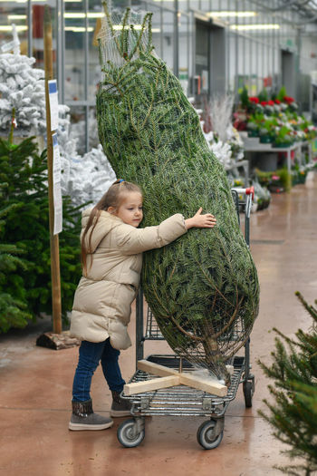 Small girl chooses a christmas tree in the market.