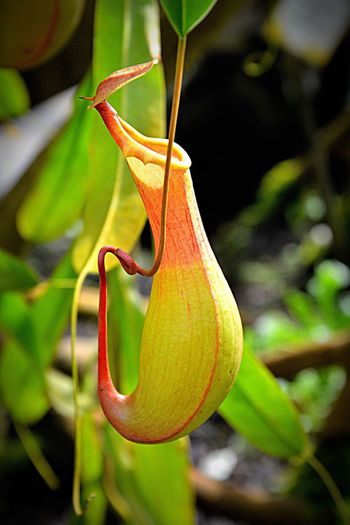 Close-up of pitcher plant growing outdoors