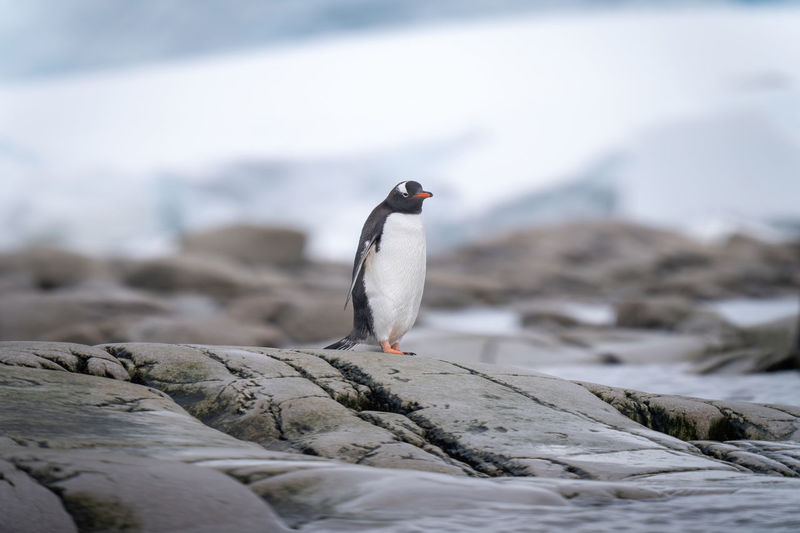 Gentoo penguin stands on rocks on coast