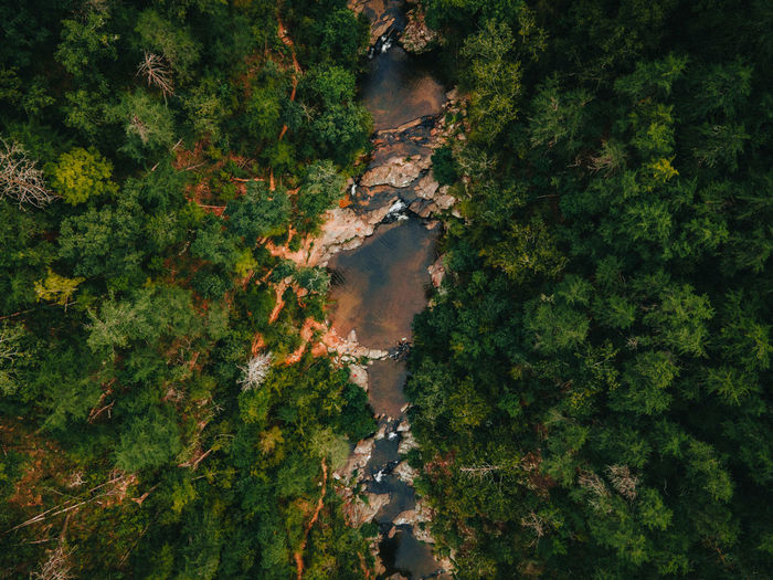 High angle view of trees in forest