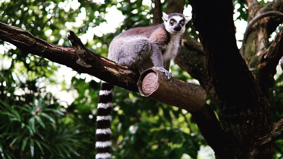 Low angle view of cat sitting on tree