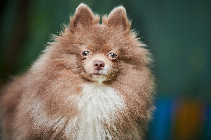 Pomeranian spitz dog in garden, close up face portrait. cute pomeranian puppy on walk. spitz pom dog