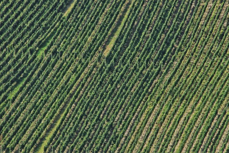Full frame shot of corn field