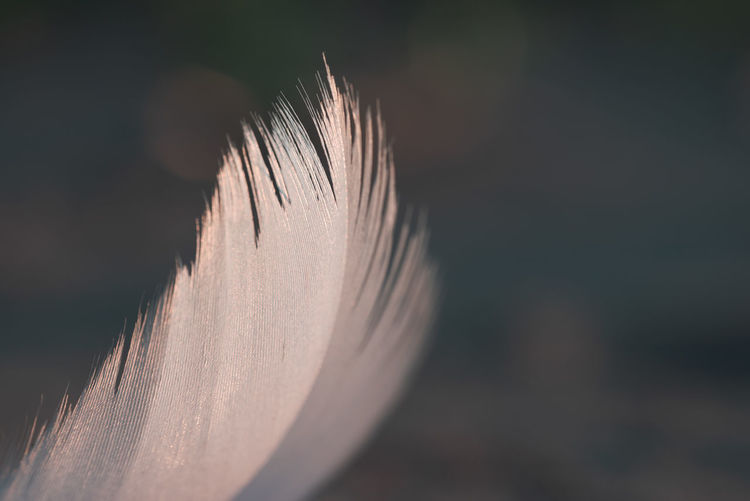 Close-up of feather on field