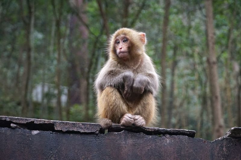 Monkey looking away while sitting in forest