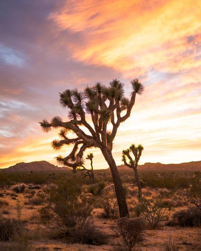 Silhouette of tree in desert
