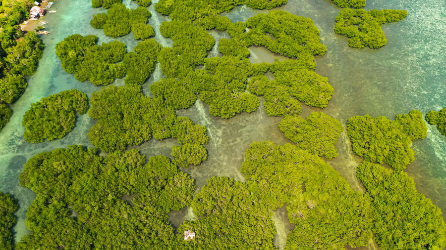 High angle view of plants growing in river