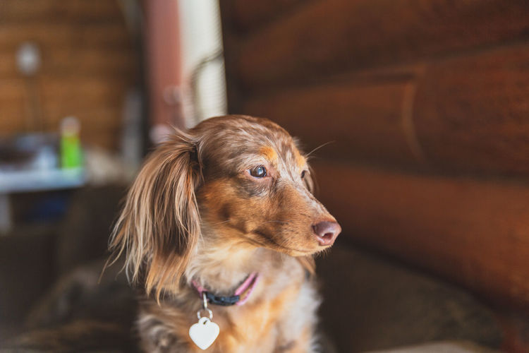 Cute long-haired dapple dachshund looking out the window of a log cabin.