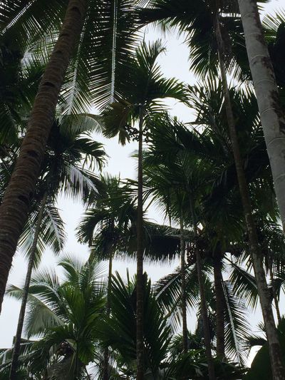 Low angle view of palm trees against sky
