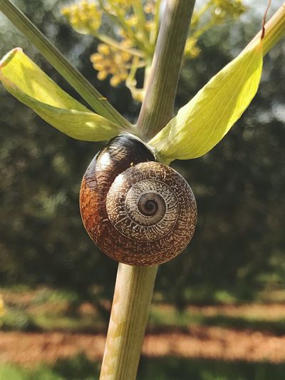 Close-up of snail on plant