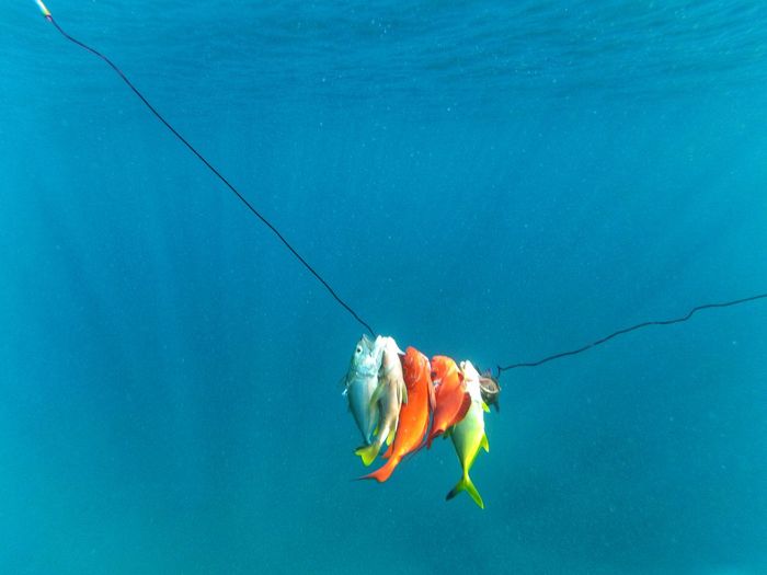 Fish swimming in sea