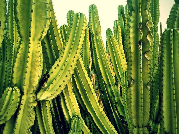 Close-up of cactus plant