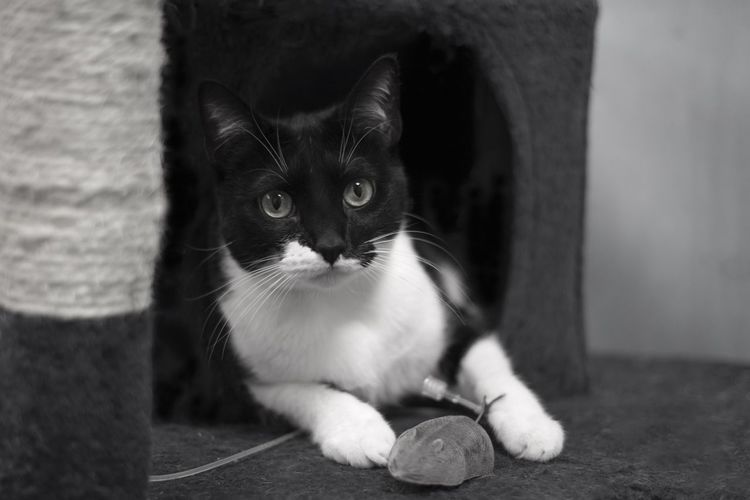 Portrait of cat sitting on floor