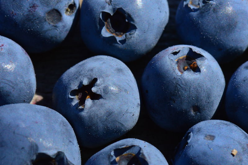 Large ripe blueberry berries harvest of summer swamp fresh fragrant fruit