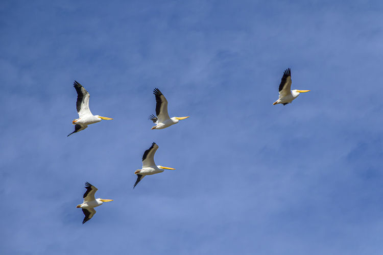 Low angle view of seagulls flying against sky