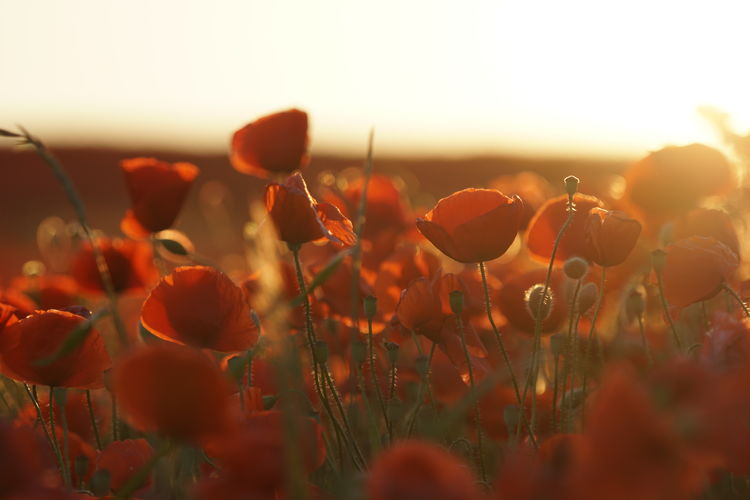Close-up of red flowering plants on field during sunset