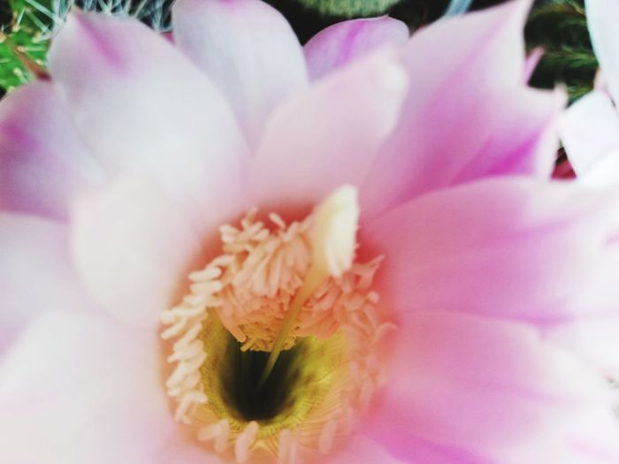 Close-up of pink flower