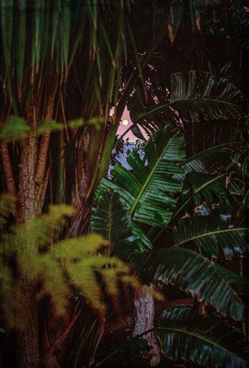 Palm trees and leaves in forest