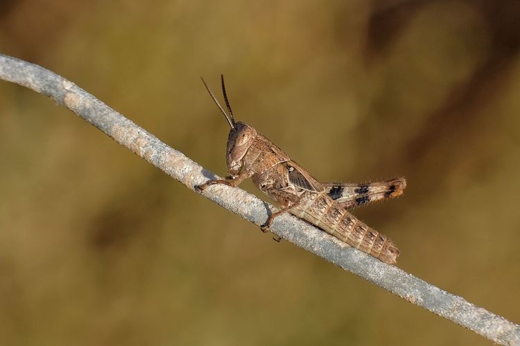 Close-up of grasshopper on twig