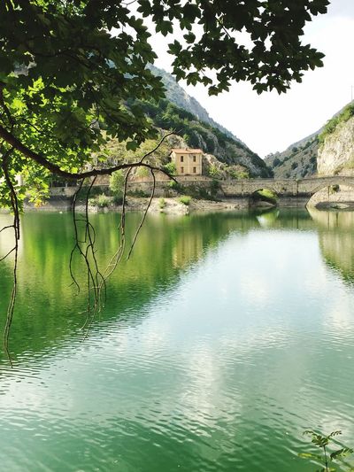 Reflection of trees in water