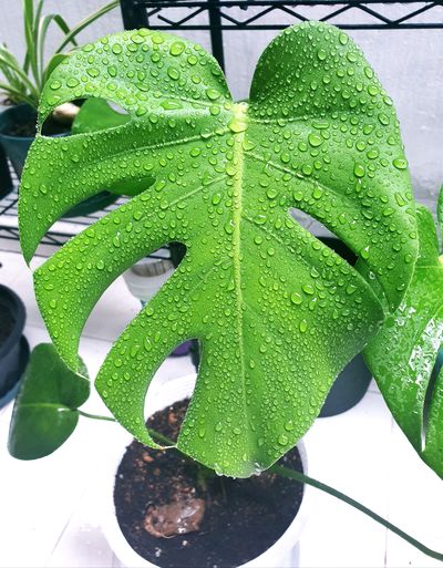 High angle view of raindrops on potted plant leaves