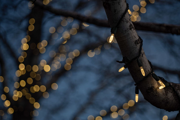 Strings of white lights on bare winter tree branches