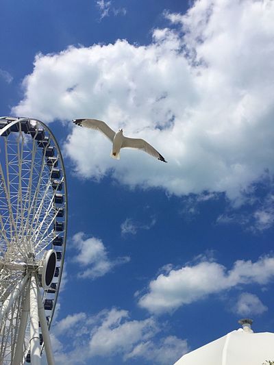 Low angle view of bird flying by ferris wheel against sky