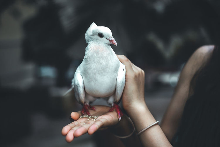 Close-up of woman holding bird perching on hand